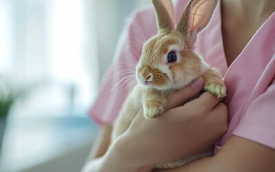 Školsko natjecanje u disciplini Veterina