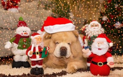 Dermatološka obrada kućnih ljubimaca u našoj ambulanti