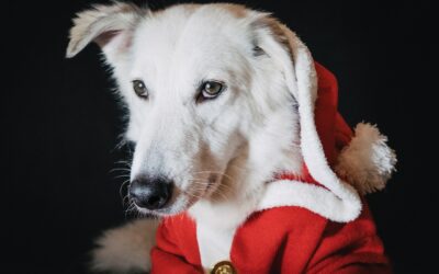 Dermatološka obrada kućnih ljubimaca u našoj ambulanti