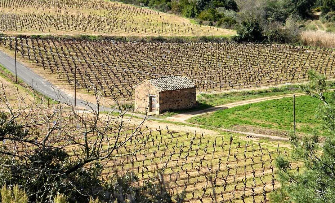 Školsko natjecanje u disciplini Agro