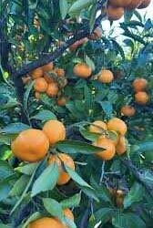 Donacija Mladena Lukšića Srednjoj školi Braća Radić krije snažnu poveznicu Kaštela i Pelješca